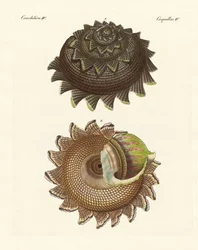 A Rare Mollusk Shell of the South Sea