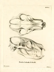 Aardwolf Skull