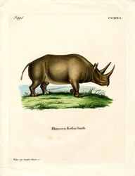 African Rhinoceros
