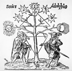 Alchemical Tree, Diagrammatic and Emblematic, from Museum Hermeticum by Thomas Norton, illustrated in a history of magic published late 19th century