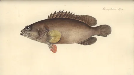 Alphestes Afer, before 1793