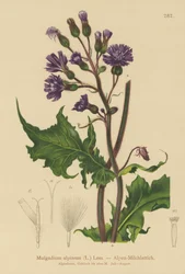 Alpine Blue Sow Thistle