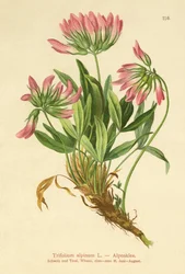 Alpine Clover