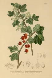 Alpine Currant