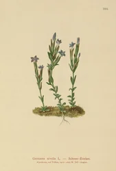 Alpine Gentian