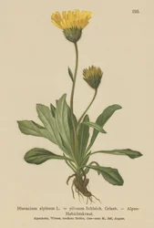 Alpine Hawkweed