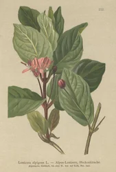 Alpine Honeysuckle