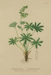 Alpine Ladys-Mantle