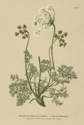 Alpine Lovage
