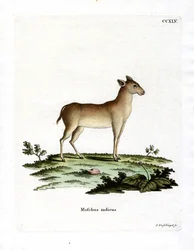 Alpine Musk Deer