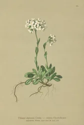 Alpine Pennycress