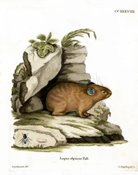 Alpine Pika