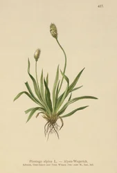 Alpine Plantain