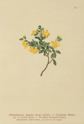 Alpine Rock-rose