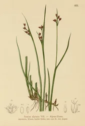 Alpine Rush