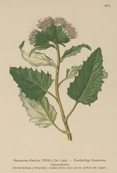 Alpine Saw-wort