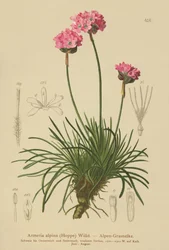 Alpine Thrift