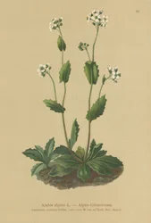 Alpine Wall-cress