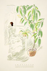 Am Fenster, plants by Hermann Rothe, from Styl, pub.1922