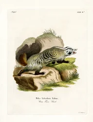 American Badger