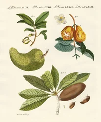 American Fruits