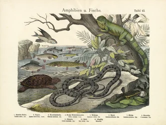 Amphibians and Fishes