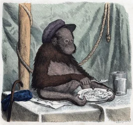 An educated orangutan eats rice with a spoon. In 