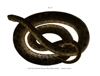 Anaconda