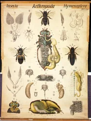 Anatomy of the Apis, No.XXVII, Leuckart