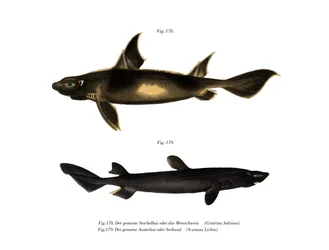 Angular Roughshark