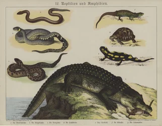 Animals