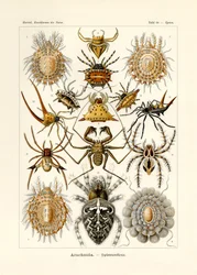 Arachnida