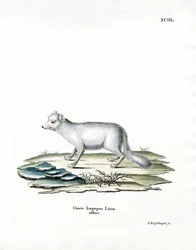 Arctic Fox