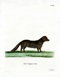 Arctic Fox