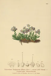Arctic Forget-me-not