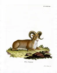 Argali