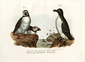 Arctic Puffin