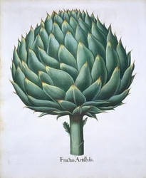 Artichoke from Hortus Eystettensis by Basil Besler, pub. 1613