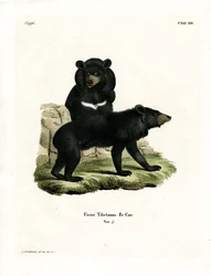 Asian Black Bear