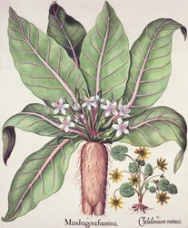 Autumn Mandrake, from the Hortus Eystettensis by Basil Besler, pub. 1613