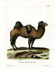 Bactrian Camel