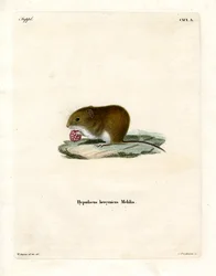 Bank Vole