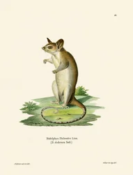 Bare-tailed Woolly Opossum