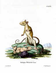 Bare-tailed Woolly Opossum