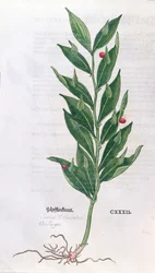 Baytree, illustration for The Herbarium by Leonhart Fuchs, published in Basel, 1555