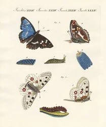 Beautiful butterflies