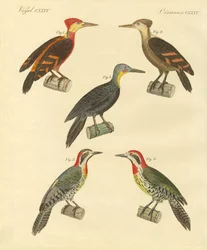 Beautiful and foreign woodpecker