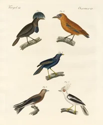 Beautiful Birds