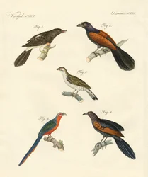 Beautiful climbing birds