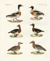 Beautiful ducks